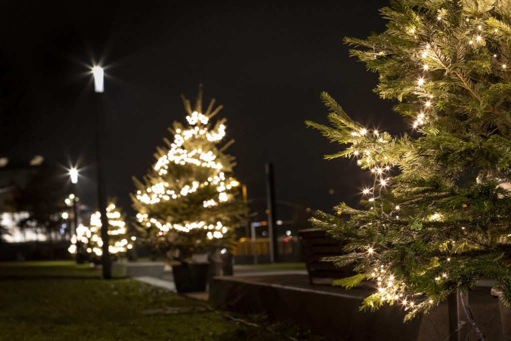 Weihnachtsbäume im Donaupark Deggendorf Mehrere beleuchtete Weihnachtsbäume stehen bei Nacht im Donaupark in Deggendorf.