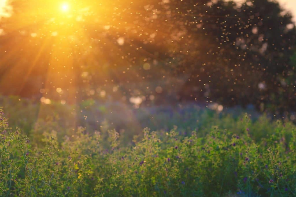 Sonnenlicht fällt auf eine blühende Wiese mit Gräsern und Wildpflanzen.