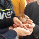 Mehrere junge Menschen halten gemeinsam ein kleines braun-weißes Nagetier vorsichtig in den Händen.