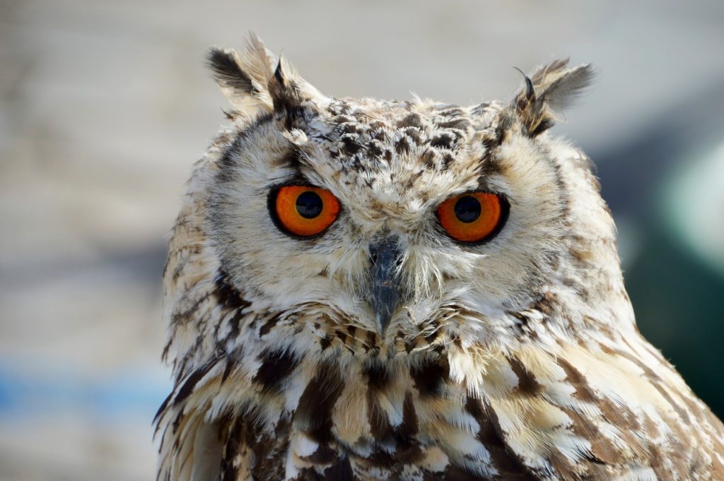 Nahaufnahme eines Uhus mit auffälligem Gefieder und leuchtend orangefarbenen Augen