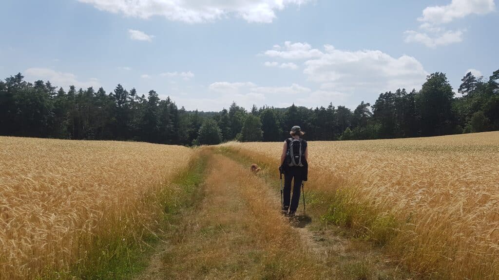Eine Wanderin geht auf einem Feldweg zwischen goldgelben Getreidefeldern auf einen Waldrand zu.
