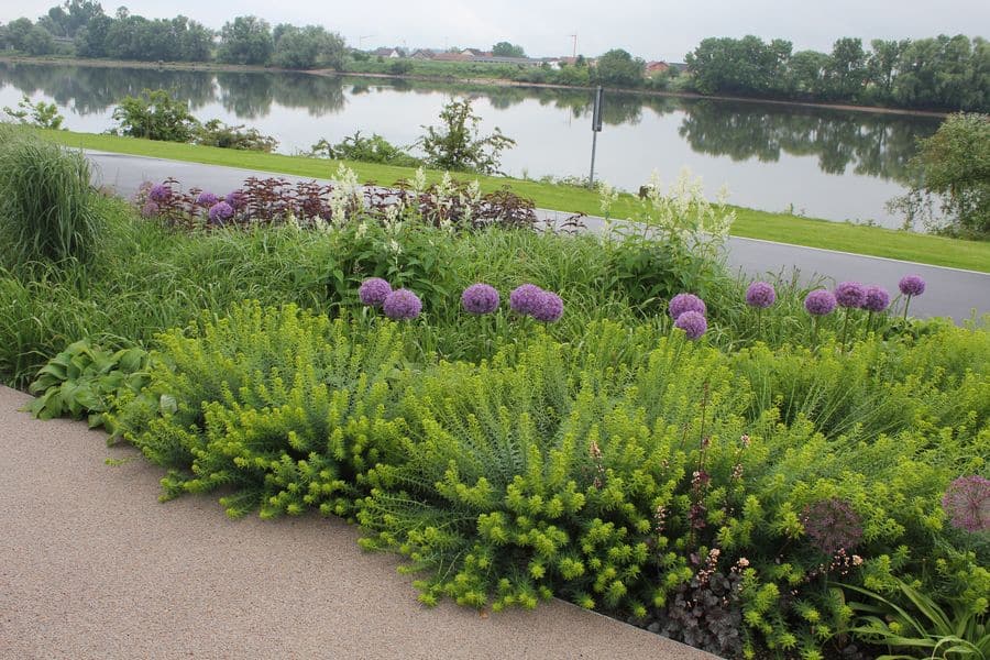 Bunt bepflanztes Blumenbeet mit violetten Kugelblüten an einer Uferpromenade; dahinter sind ein Weg, ein Gewässer und Bäume zu sehen.