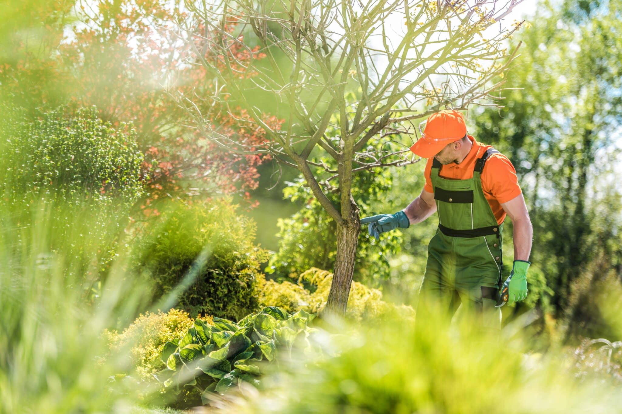 Gärtner bei der Baumpflege im Garten Gärtner in orangefarbener Arbeitskleidung pflegt einen jungen Baum in einer grünen Gartenanlage.