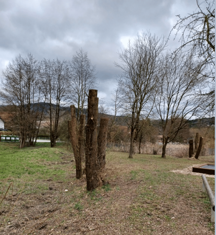 Stark zurückgeschnittene Kopfweiden auf einer Wiese am Gewässer unter bewölktem Himmel