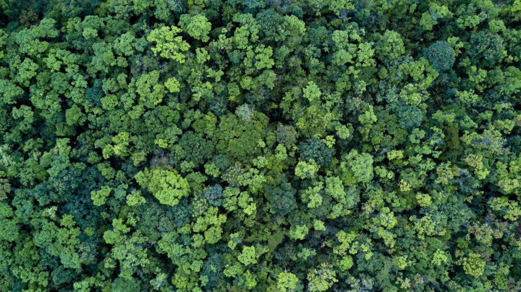 Dicht bewaldete Landschaft aus der Luft mit vielfältigen Grüntönen