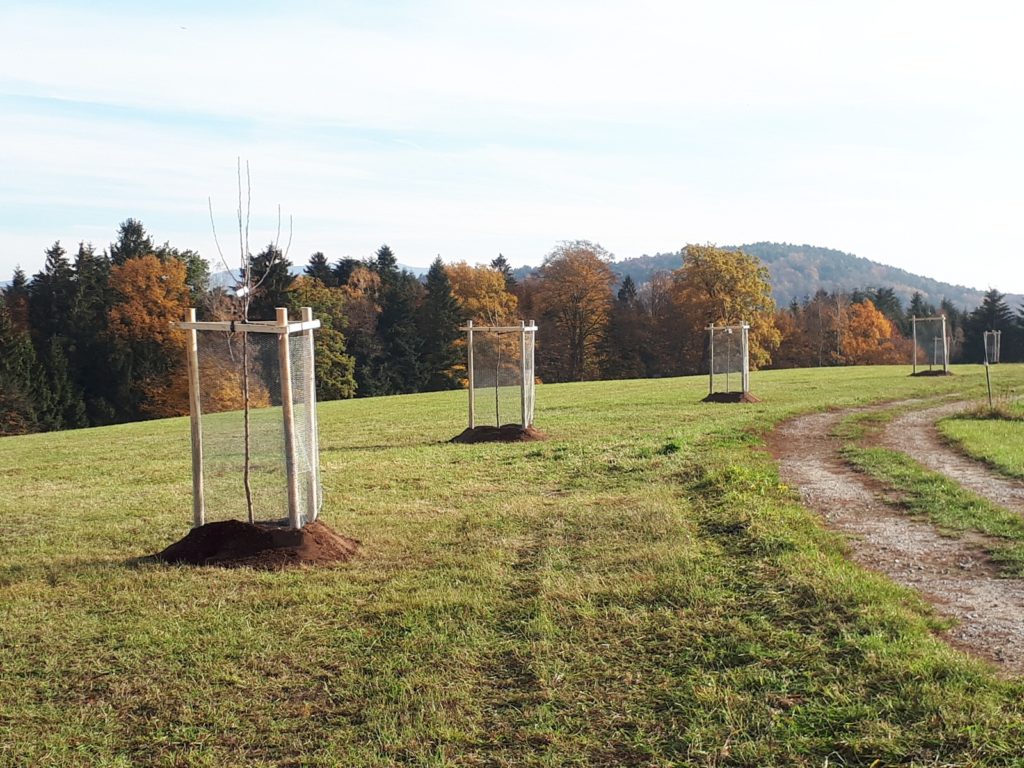 Junge Obstbäume mit Holzstützen stehen auf einer Wiese am Waldrand; im Hintergrund sind herbstliche Bäume und ein bewaldeter Hügel zu sehen.