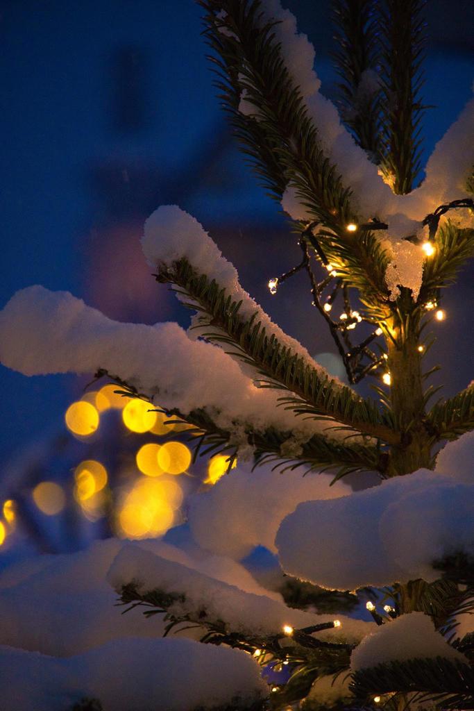 Mit Schnee bedeckte Zweige eines beleuchteten Christbaums vor einem winterlichen Abendhimmel.