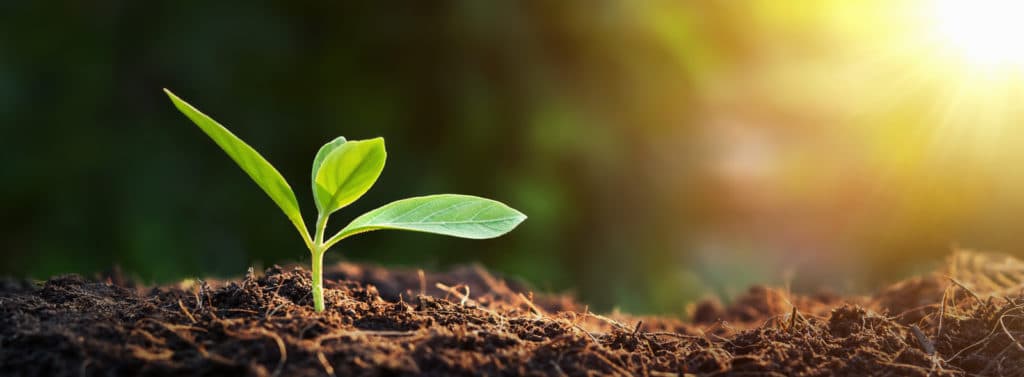 Nachhaltigkeit und Klimaschutz in Deggendorf Junge Pflanze wächst im Sonnenlicht aus dunkler Erde.