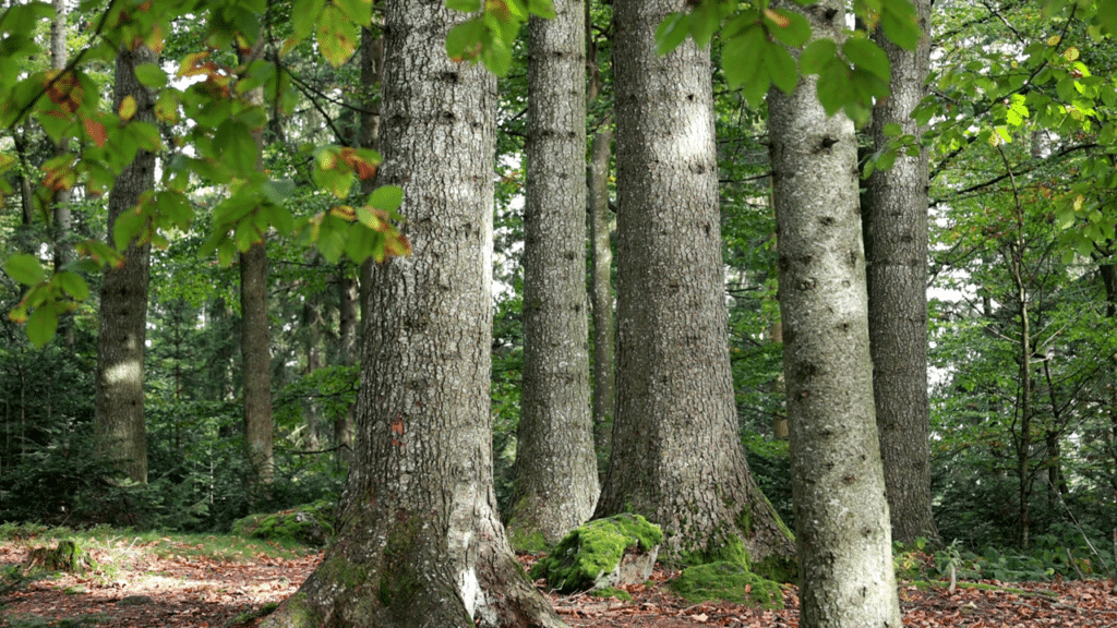 Stiller Wald Dichter Laubwald mit hohen Baumstämmen, grünem Blätterdach und moosbedecktem Waldboden.